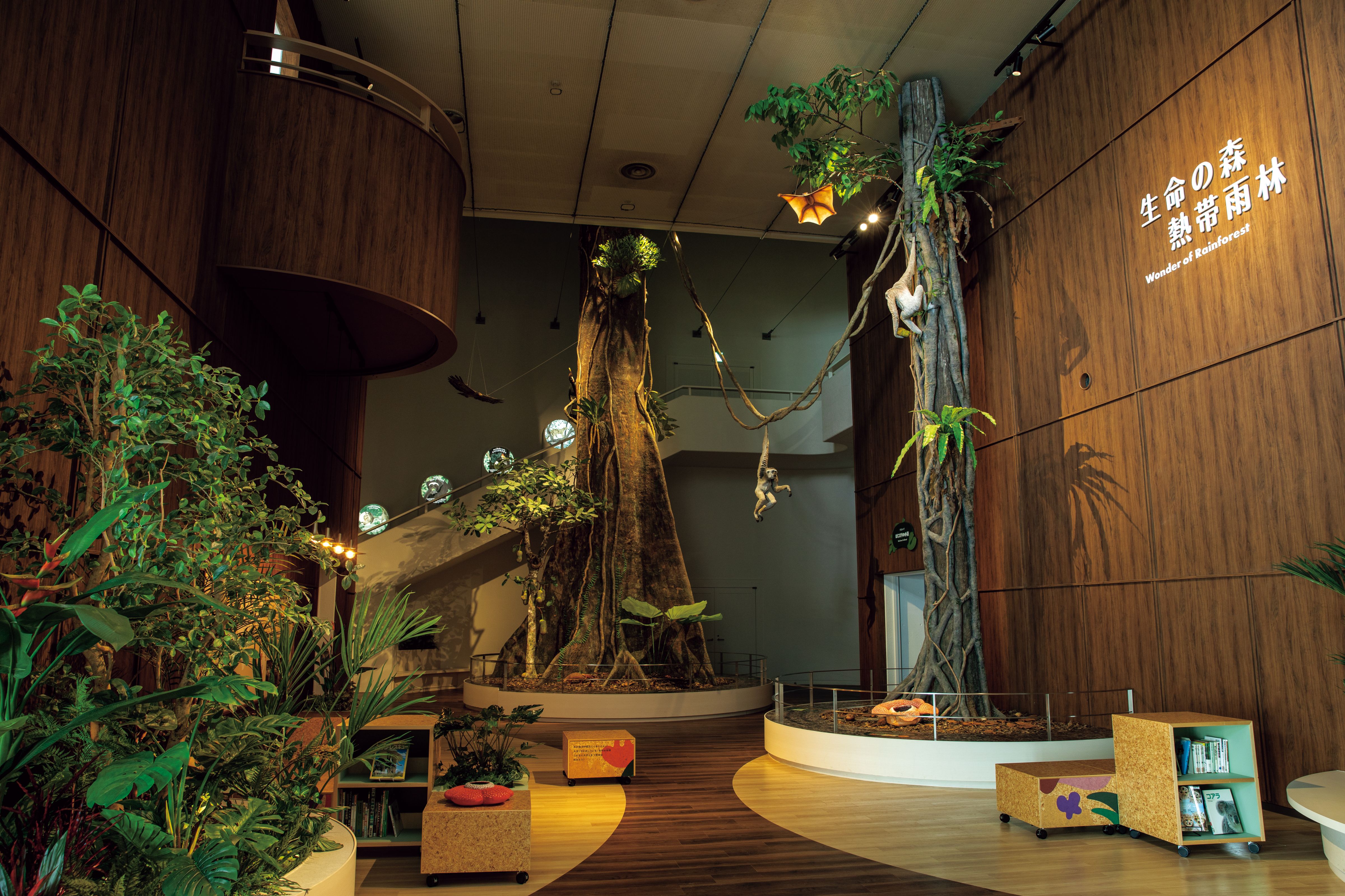 千葉市動物公園 動物科学館 フタバガキ