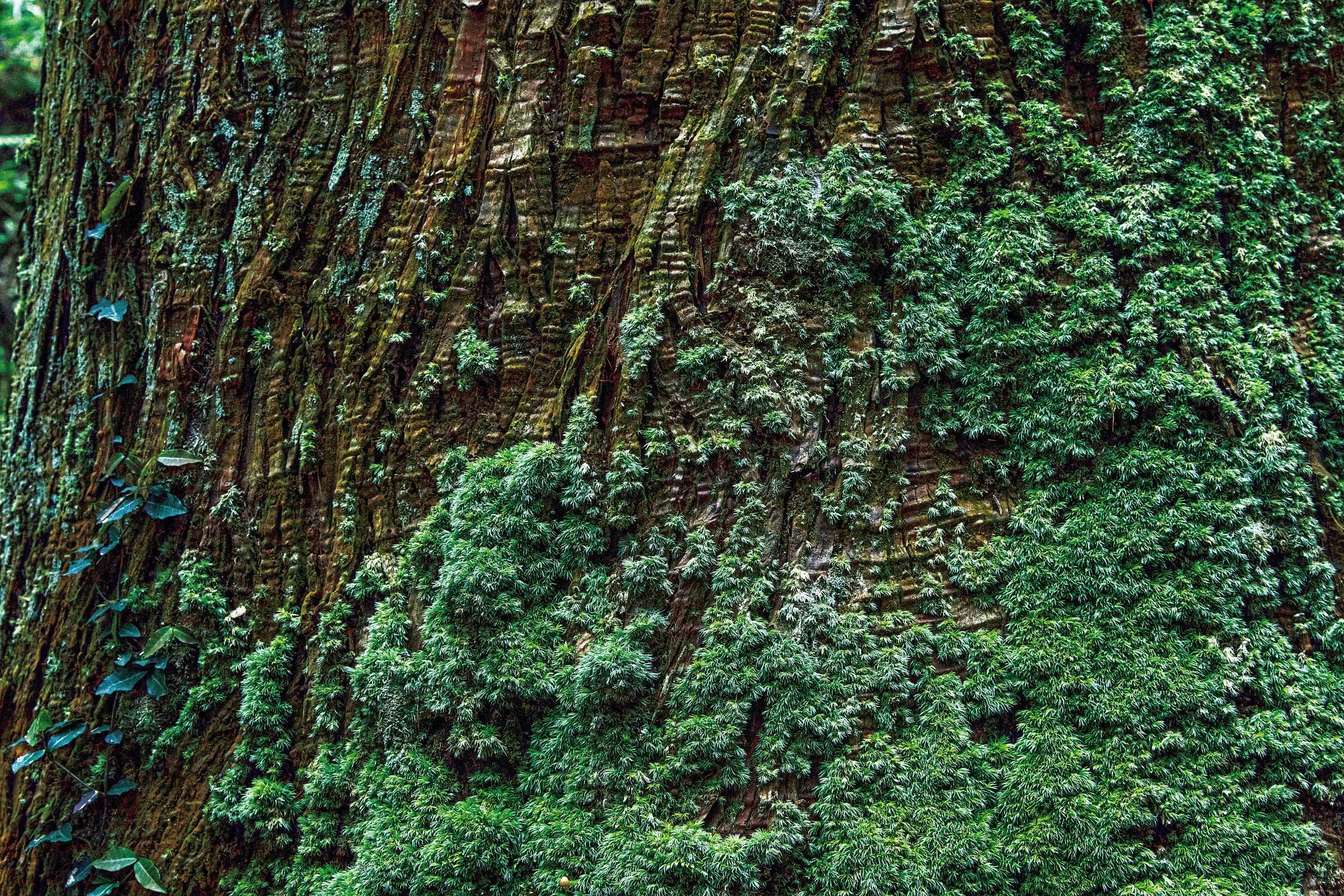 在某些地方，使用木材的文化已经中断了。|乃村工艺社场景