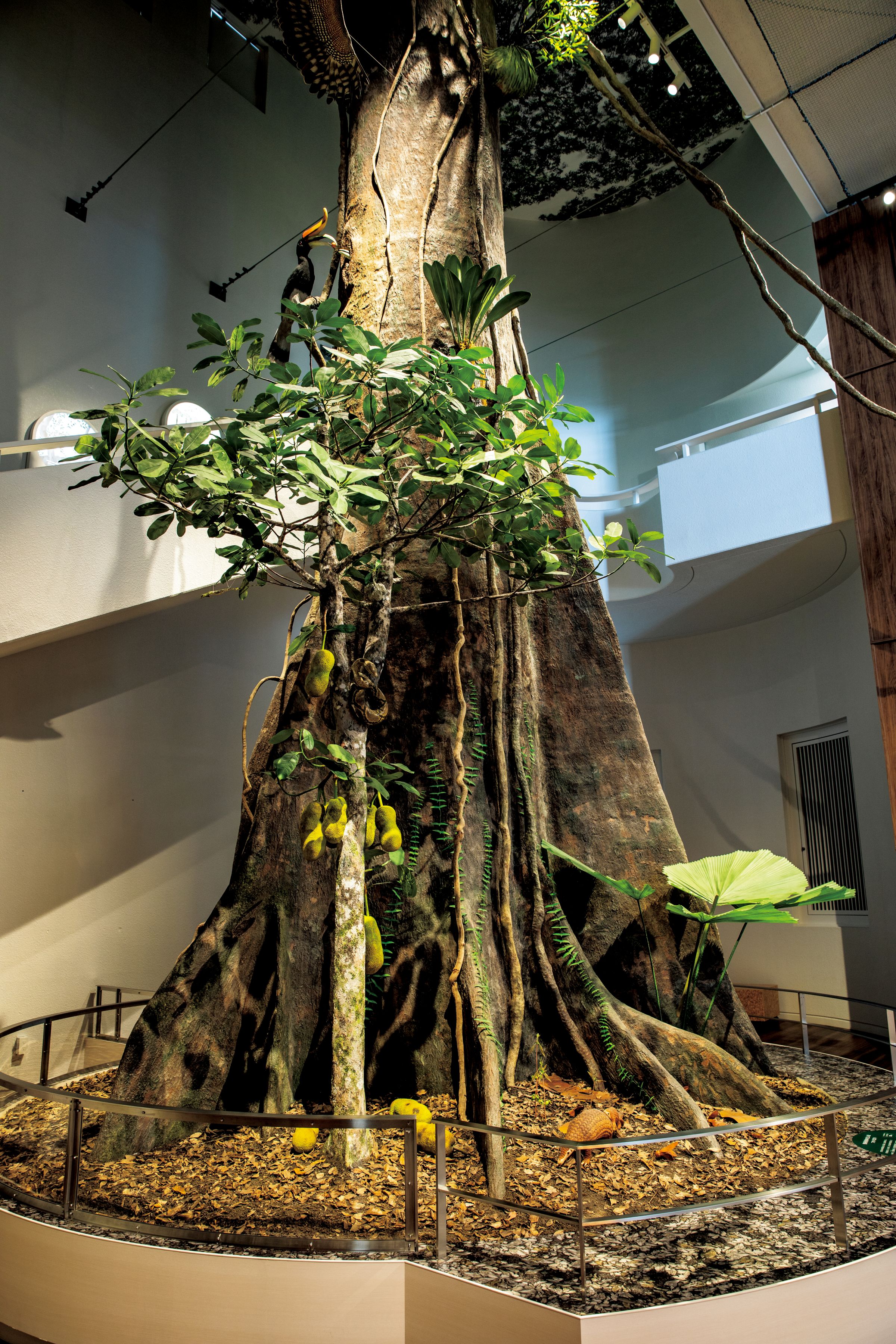 Chiba City Zoological Park Animal Science Museum Dipterocarp