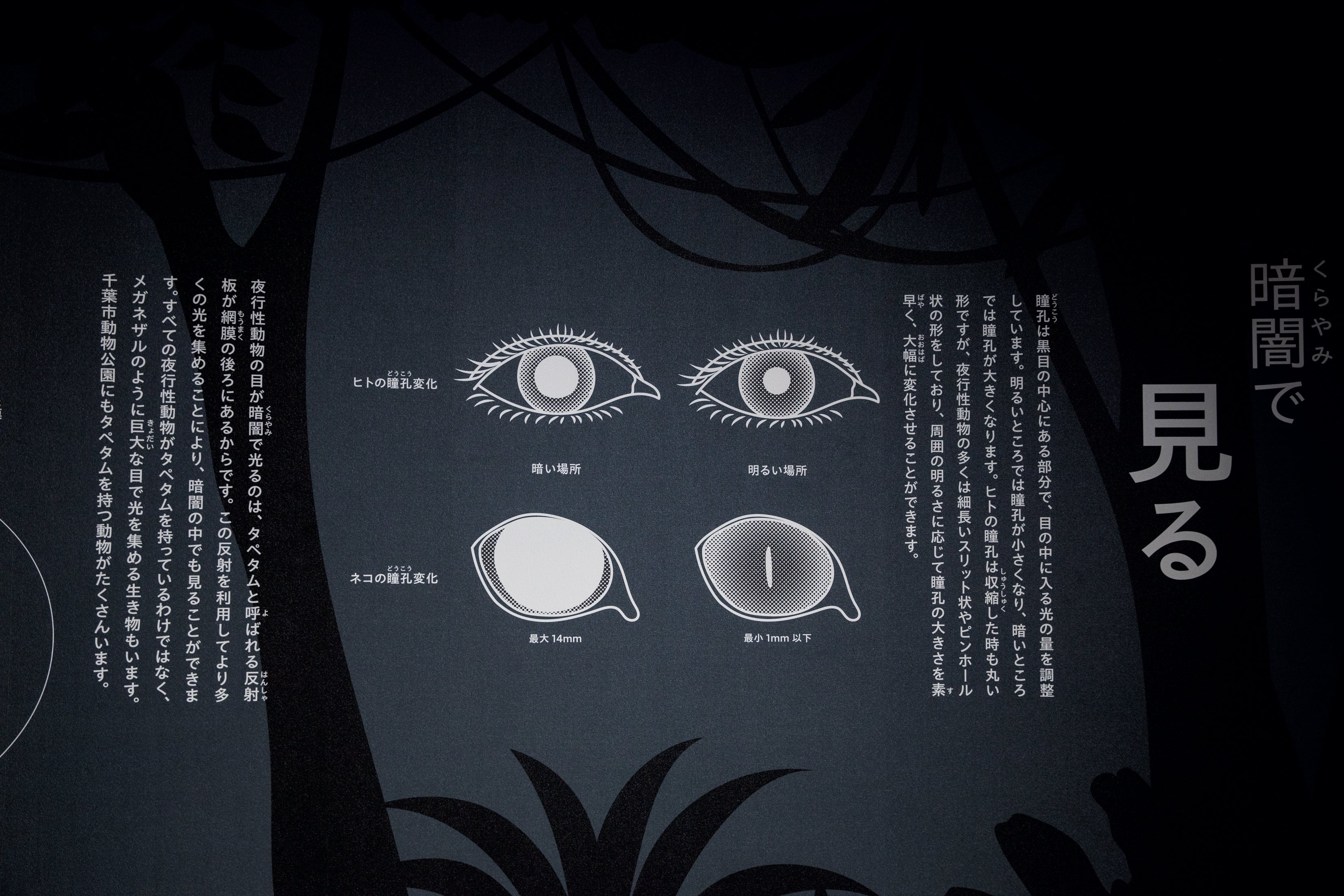 Chiba City Zoological Park Animal Science Museum