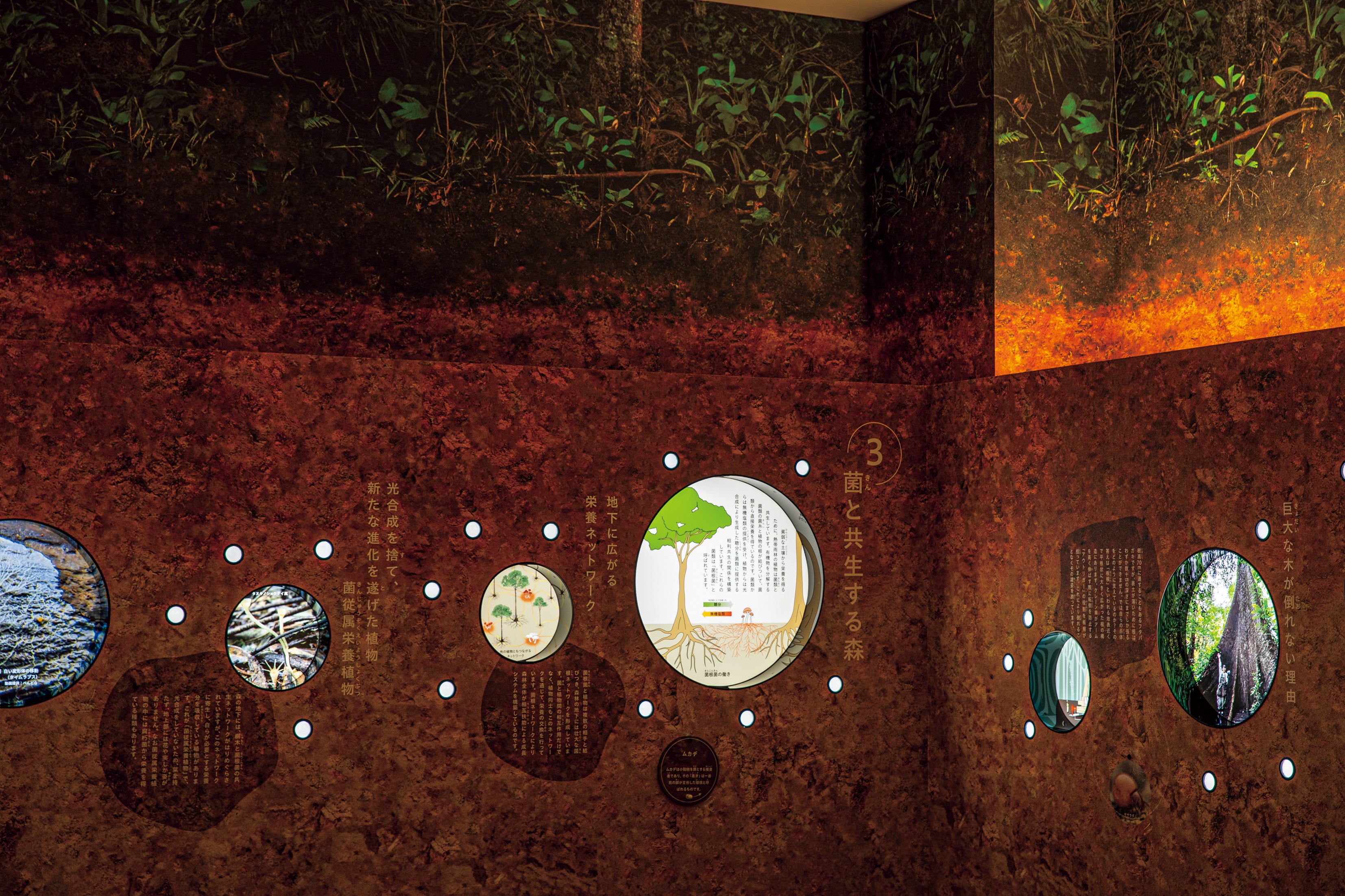 Chiba City Zoological Park Animal Science Museum