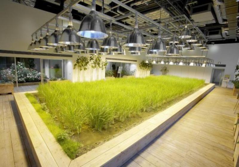 Pasona Group Headquarters "Urban Farm"