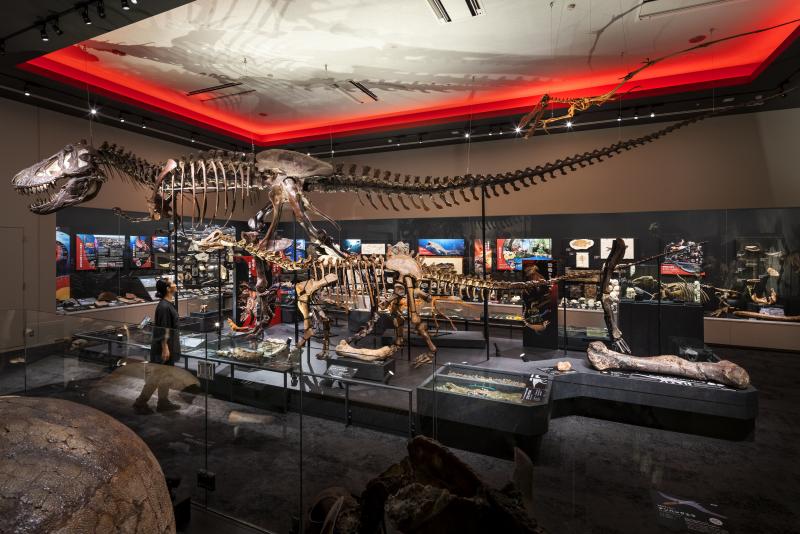 徳島県立博物館