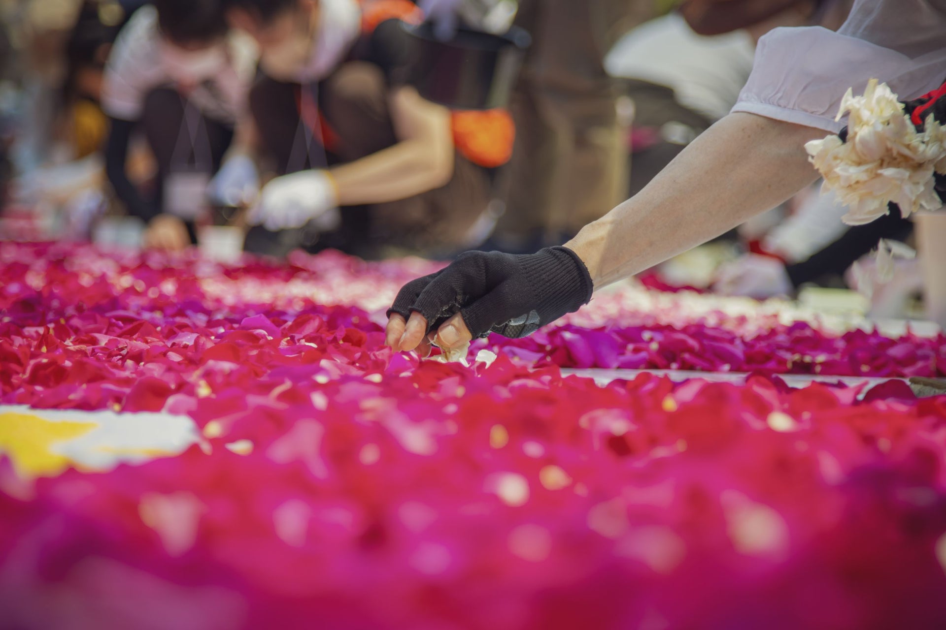 サッポロフラワーカーペット2024 3