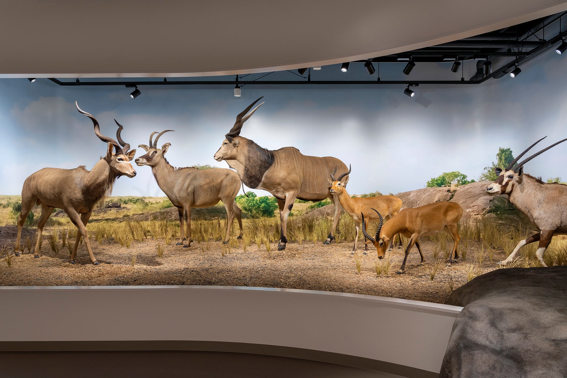 Osaka University of Arts Animal Diorama Museum Geidai Zoo3